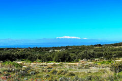 2022-Elika-Fruehling-1