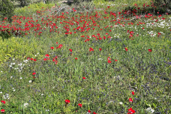 2022-Elika-Fruehling-11