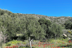 2022-Elika-Fruehling-12