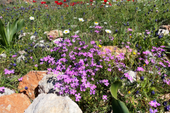 2022-Elika-Fruehling-14