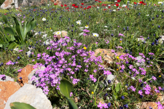 2022-Elika-Fruehling-15