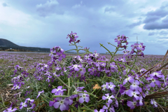 2022-Elika-Fruehling-17