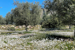 2022-Elika-Fruehling-2