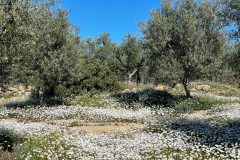 2022-Elika-Fruehling-3