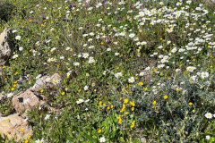 2022-Elika-Fruehling-4