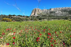 2022-Elika-Fruehling-5