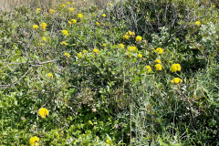 2022-Elika-Fruehling-6