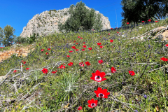 2022-Elika-Fruehling-7