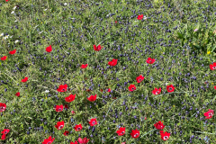 2022-Elika-Fruehling-8