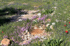 2022-Elika-Fruehling-9