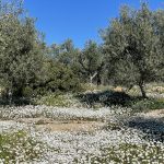 Blütenpracht zwischen Olivenbäumen